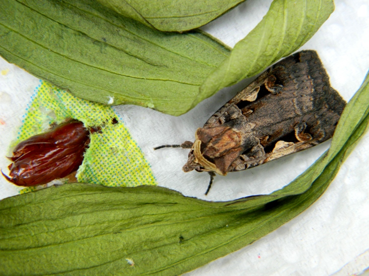 Stavolta  Xestia c-nigrum!